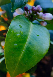 Colour photograph by Rachel Stewart, Year 10 Student artwork photograph of a leaf with water droplets