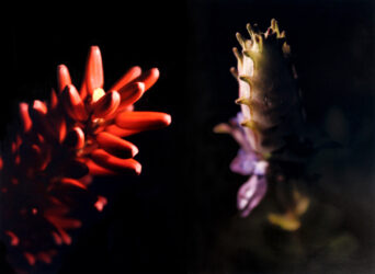 Digital photographic print by Angela Tang, Year 10, St Catherine’s School Student photograph of plants